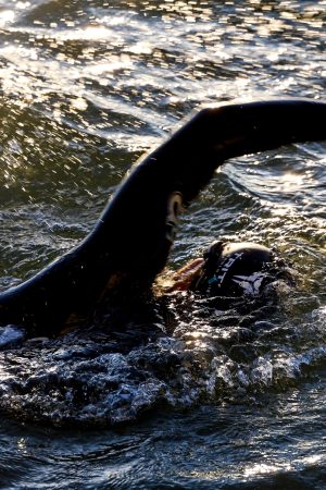Algarve 7th Open Water Swimming