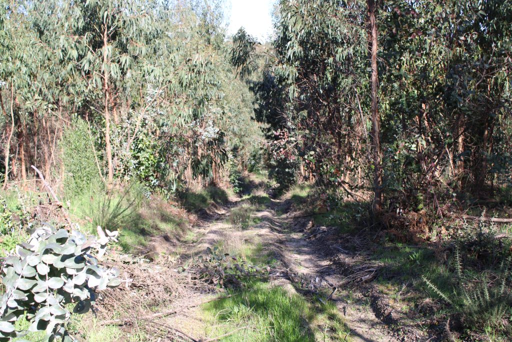 StepUp Trail - Our Lady of Sorrows