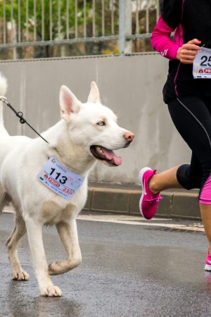 1st ALMOSTER CANICROSS