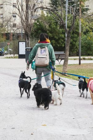 1st Benfica Pet Walk 2026